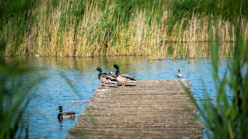 Ducks on goose lake